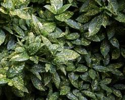 Aucuba japonica 'Variegata'