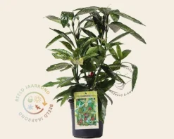 Aucuba japonica 'Variegata'
