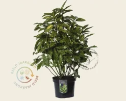 Aucuba japonica 'Variegata' - XL