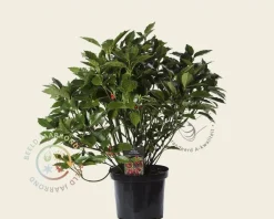 Aucuba 'Rozannie'