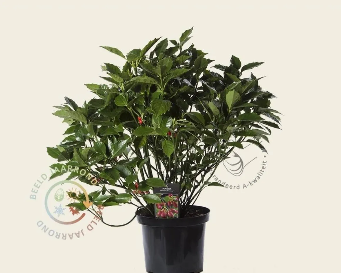Aucuba 'Rozannie'