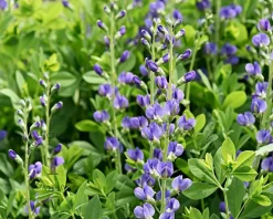 Baptisia australis
