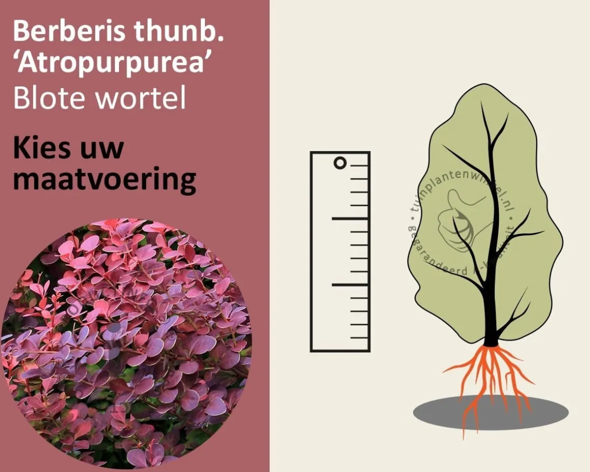 Berberis thunbergii 'Atropurpurea' - blote wortel