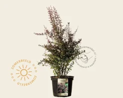 Berberis thunbergii 'Atropurpurea' - XL