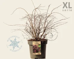 Berberis thunbergii 'Atropurpurea' - XL
