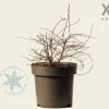 Berberis thunbergii 'Aurea' - XL