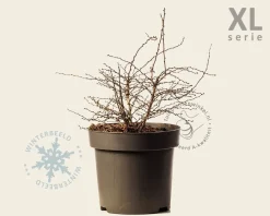Berberis thunbergii 'Aurea' - XL