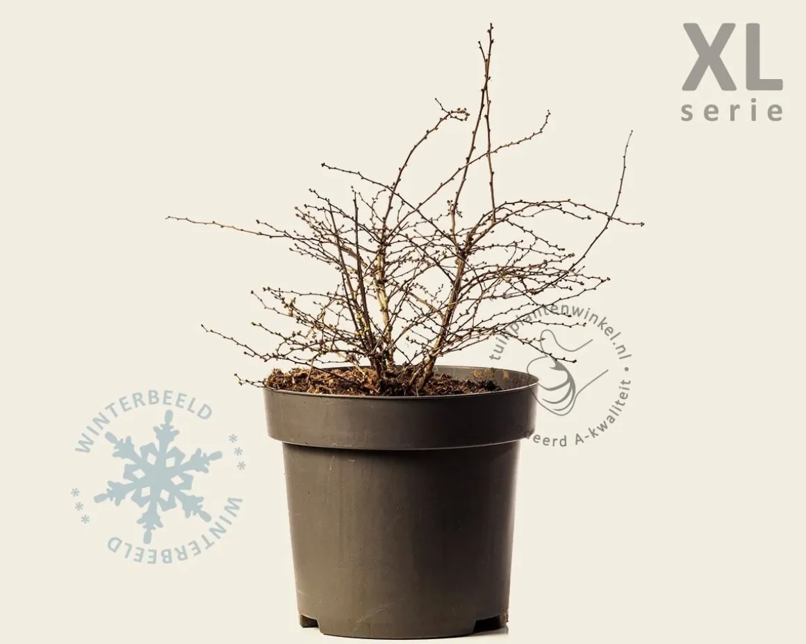 Berberis thunbergii 'Aurea' - XL