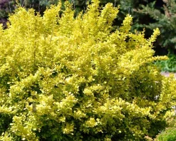 Berberis thunbergii 'Aurea' - XL