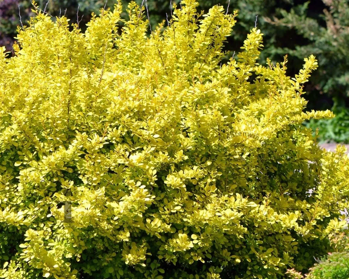 Berberis thunbergii 'Aurea' - XL