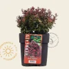 Berberis thunbergii 'Bagatelle'