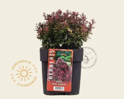 Berberis thunbergii 'Bagatelle'