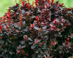 Berberis thunbergii 'Bagatelle'
