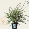 Berberis thunbergii - XL