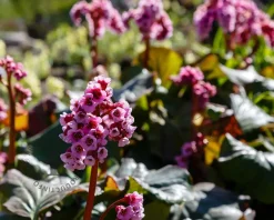 Bergenia 'Bressingham Ruby'