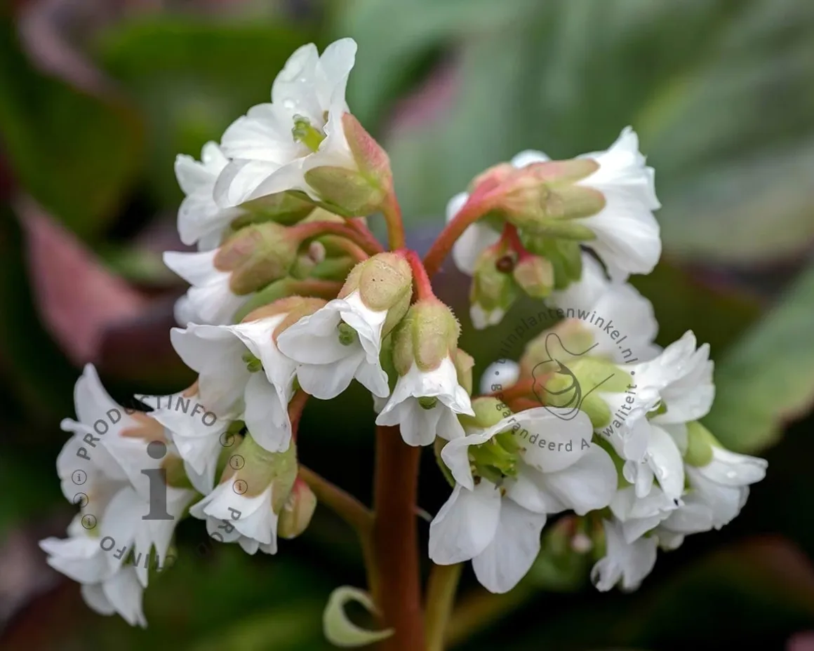 Bergenia 'Bressingham White'