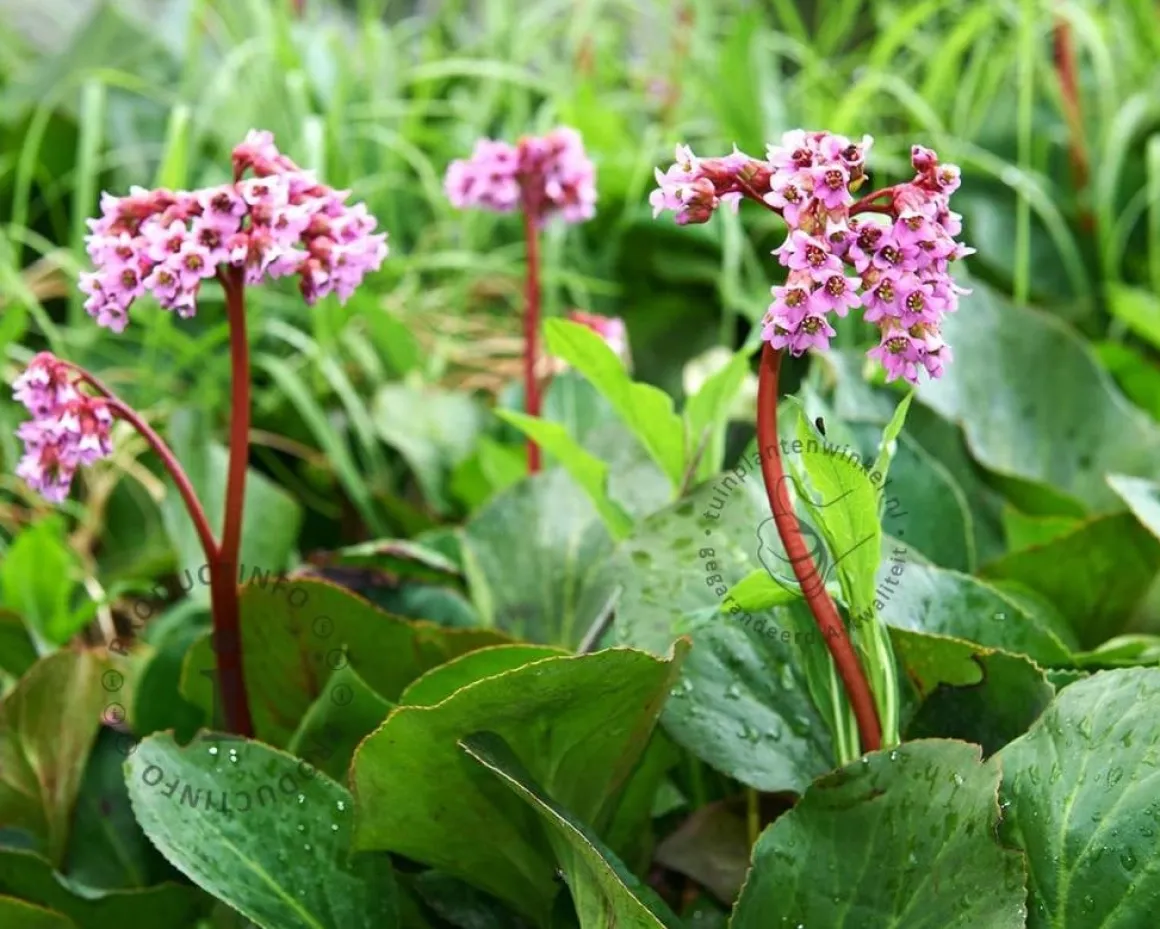 Bergenia cordifolia