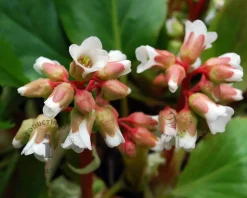 Bergenia 'Silberlicht'