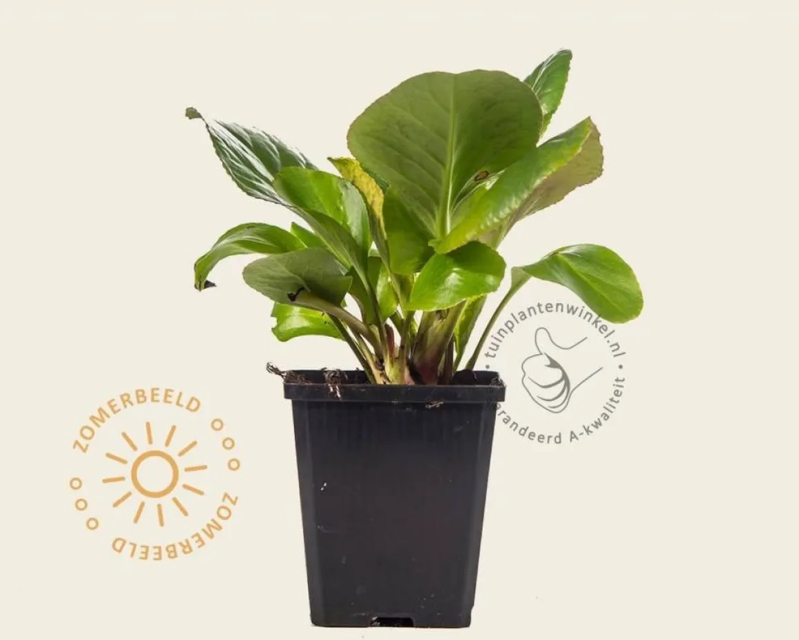 Bergenia 'Silberlicht'