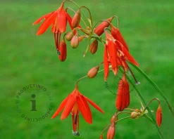 Bessera elegans