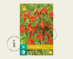 Bessera elegans