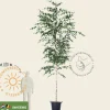 Betula pendula