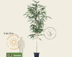 Betula pendula