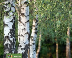 Betula pendula