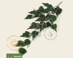 Betula pendula
