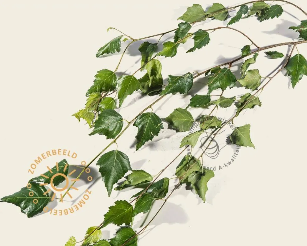 Betula pendula 'Youngii' - 180/190 cm stam