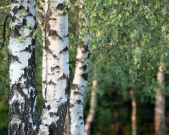 Betula pendula 'Youngii' - 180/190 cm stam