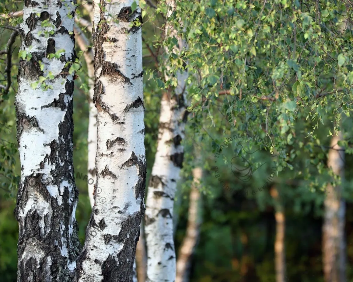 Betula pendula 'Youngii' - 180/190 cm stam