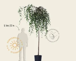 Betula pendula 'Youngii' - 225 cm stam