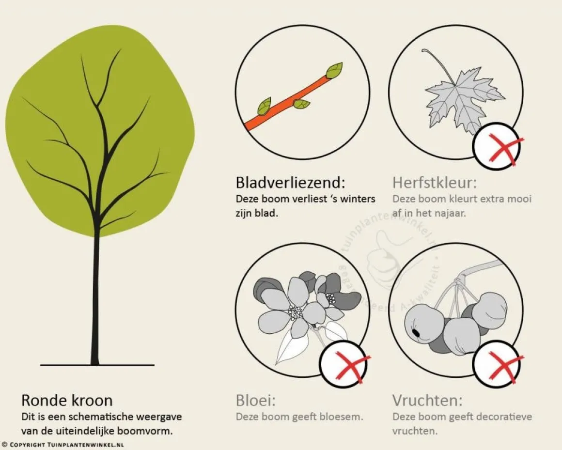 Betula utilis 'Doorenbos'