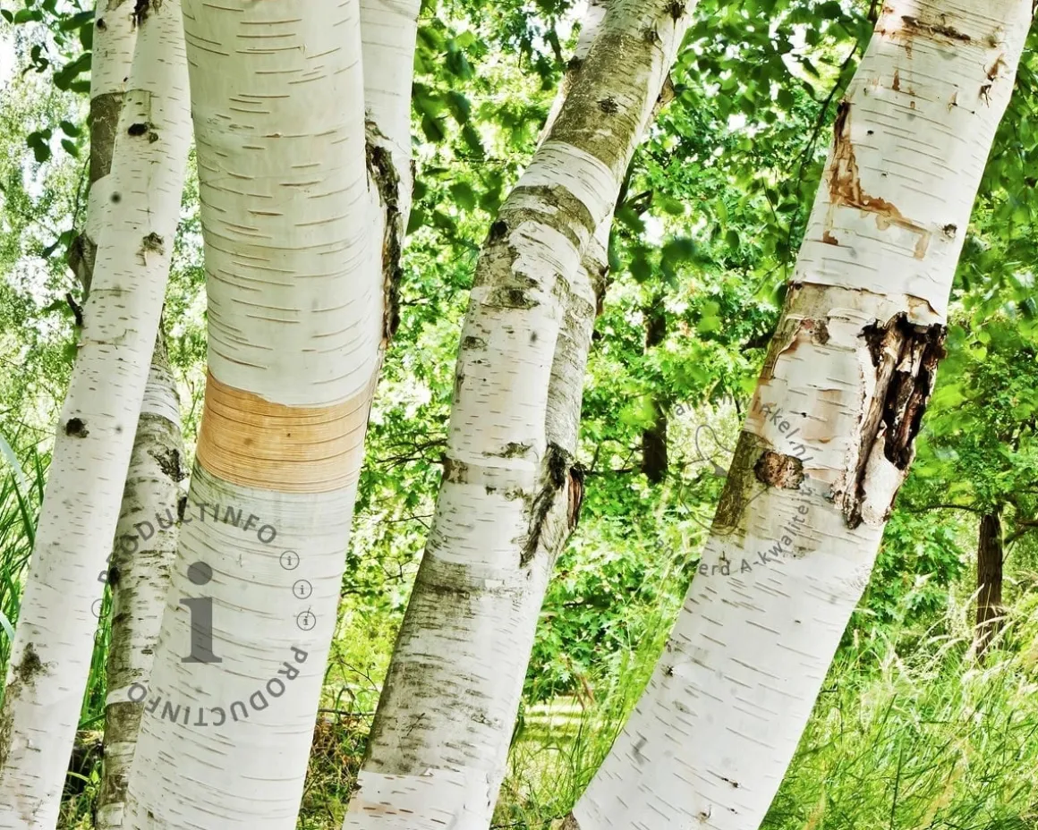 Betula utilis 'Doorenbos'