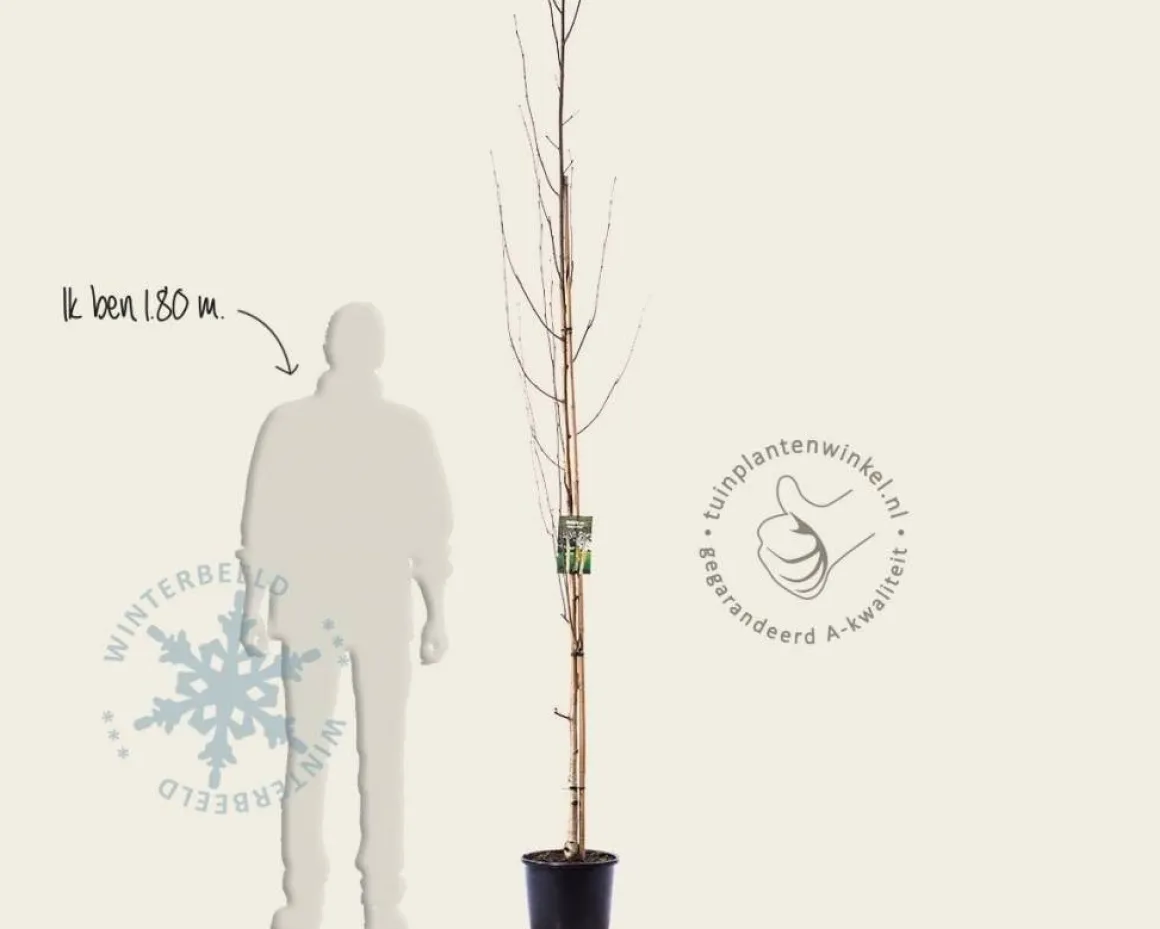 Betula utilis 'Doorenbos'