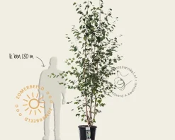 Betula utilis 'Doorenbos' - meerstammig