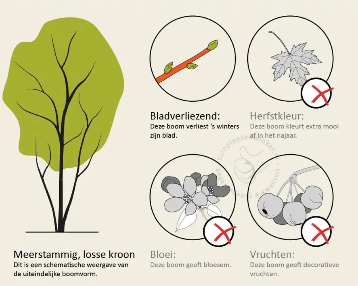 Betula utilis 'Doorenbos' - meerstammig