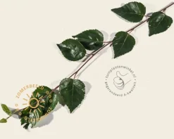 Betula utilis 'Doorenbos' - meerstammig