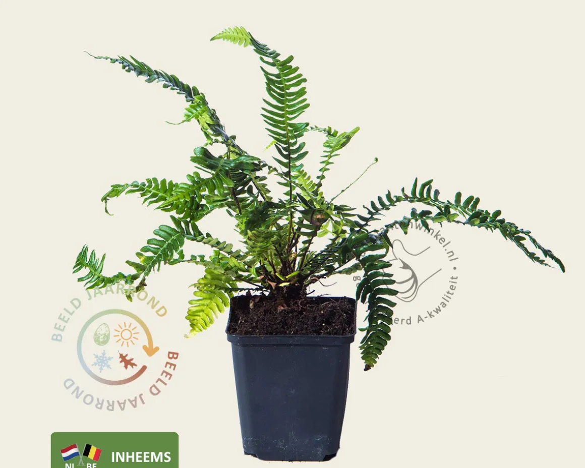 Blechnum spicant