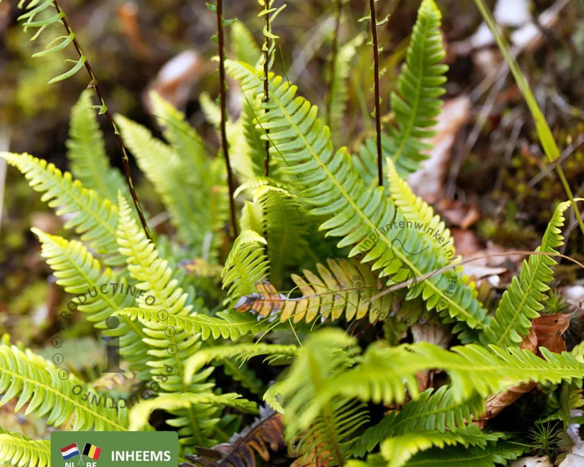 Blechnum spicant