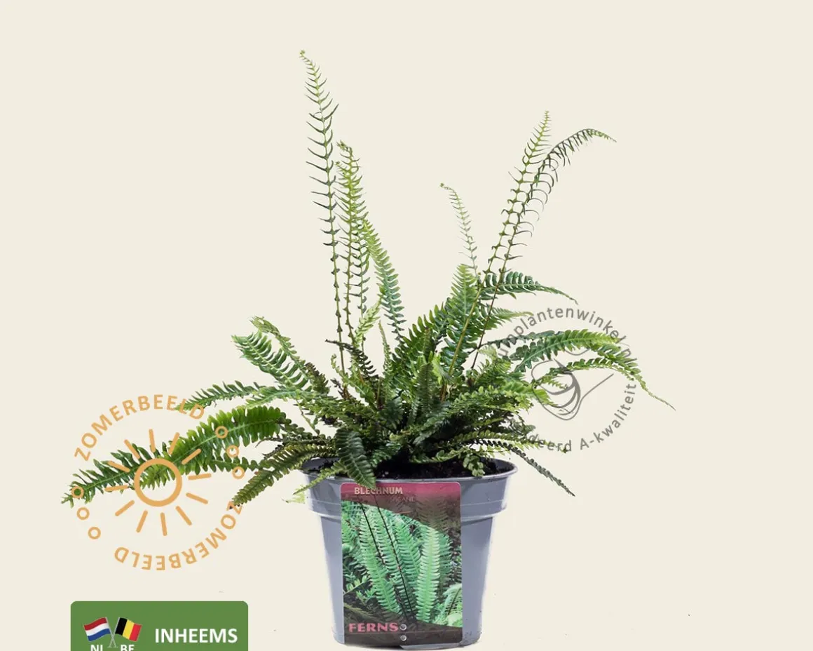 Blechnum spicant