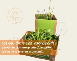 Borderpakket Caerulea zon-halfschaduw - (pakket 06)