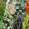 Borderpakket Folia schaduw-halfschaduw - (pakket 09)