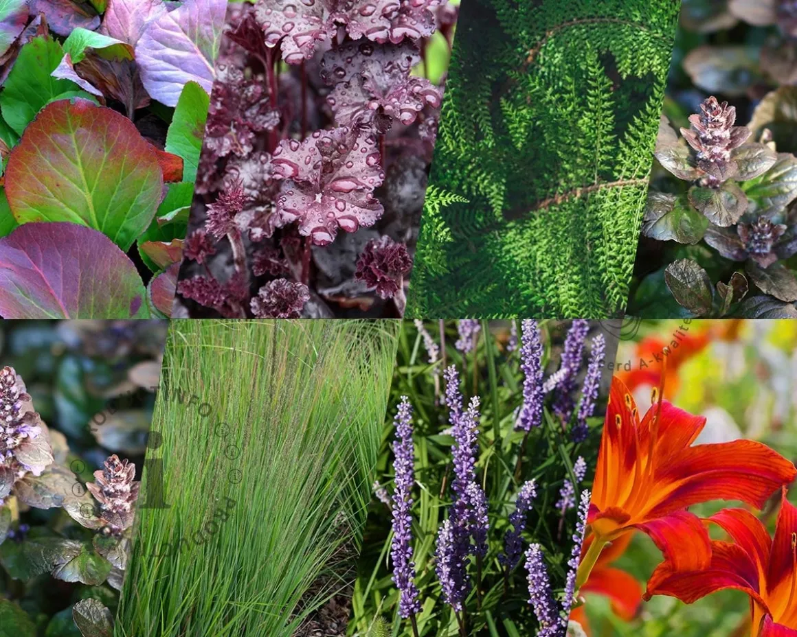 Borderpakket Purpurea schaduw-halfschaduw - (pakket 11)