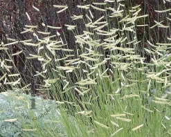 Bouteloua gracilis