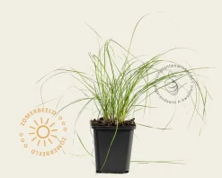 Bouteloua gracilis