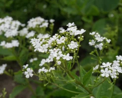 Brunnera macrophylla ‘Betty Bowring’