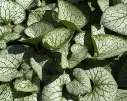 Brunnera macrophylla 'Jack Frost'