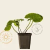 Brunnera macrophylla 'Looking glass'